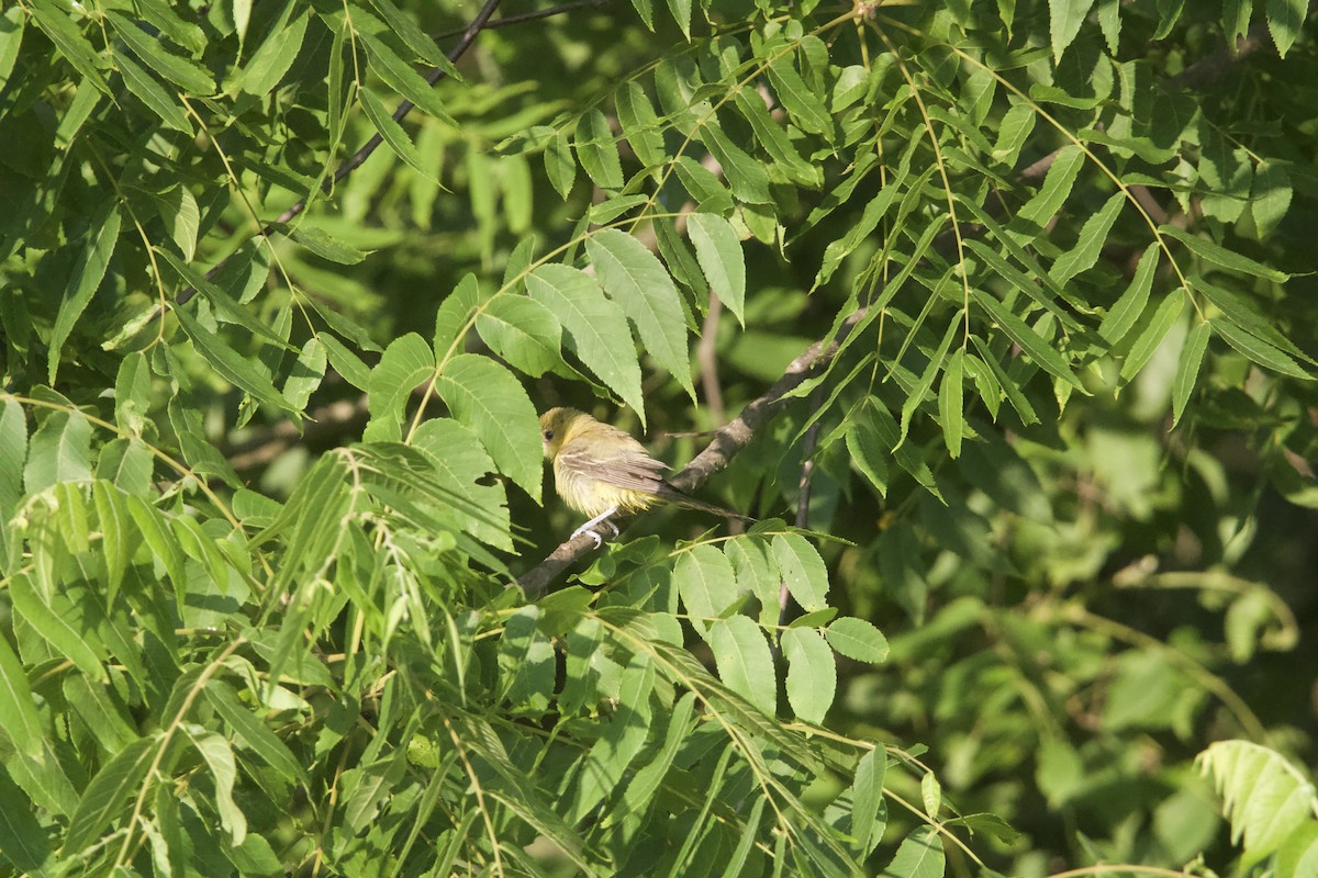 Orchard Oriole - ML638470527