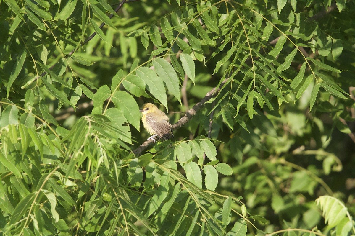 Orchard Oriole - ML638470528
