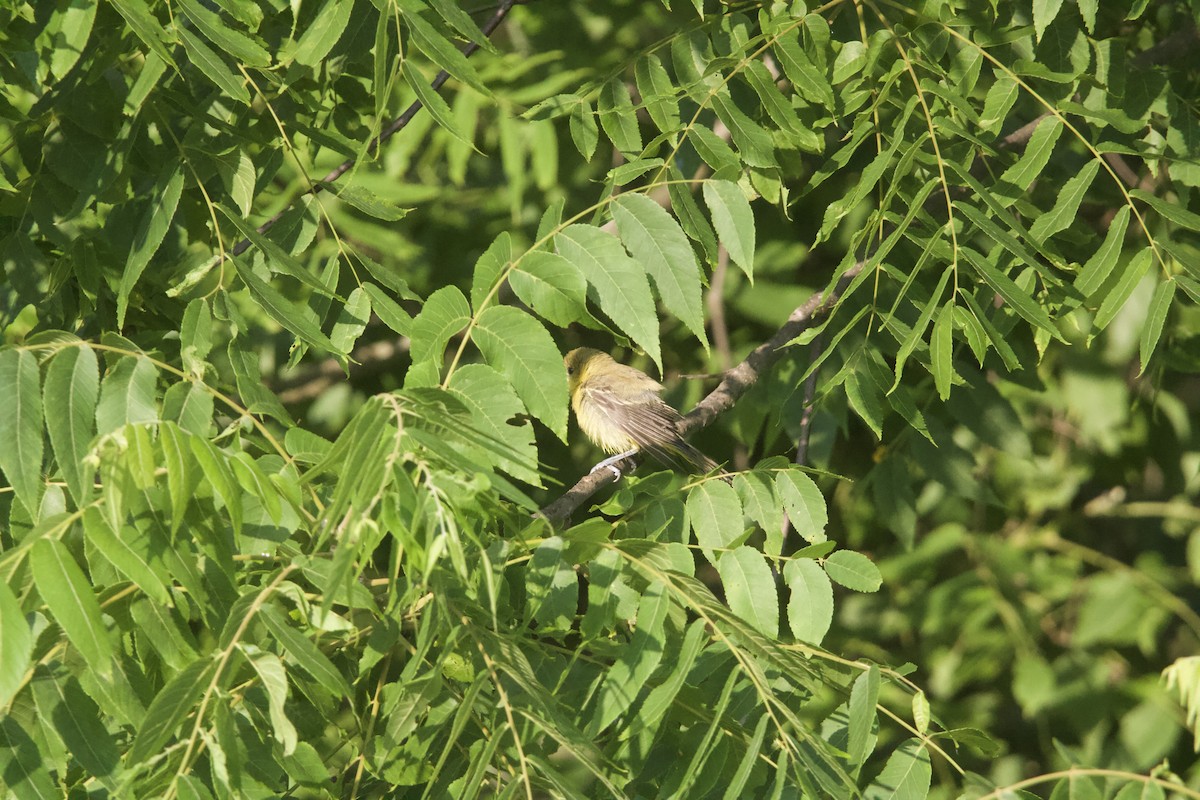 Orchard Oriole - ML638470529