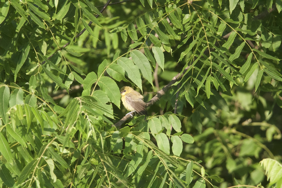 Orchard Oriole - ML638470530