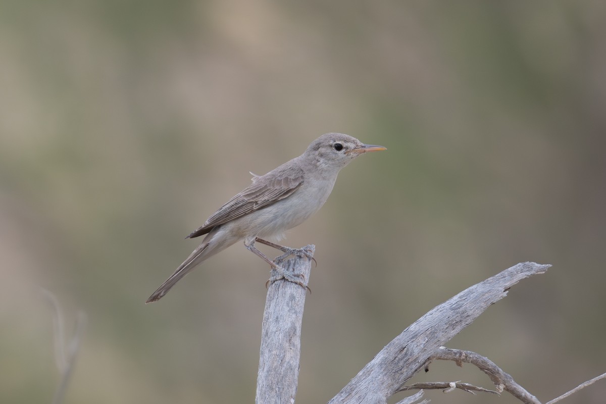 Upcher's Warbler - ML638470569