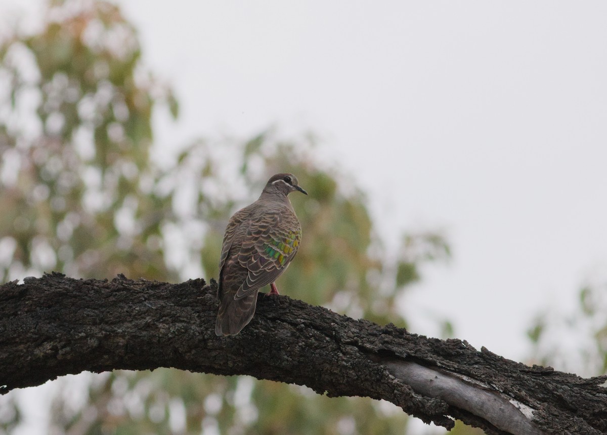 Common Bronzewing - ML638470607