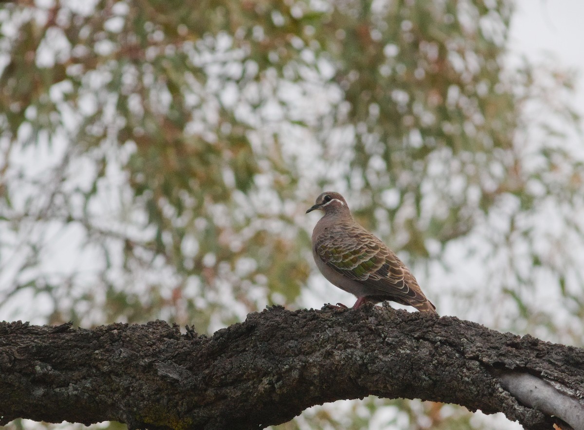 Common Bronzewing - ML638470608