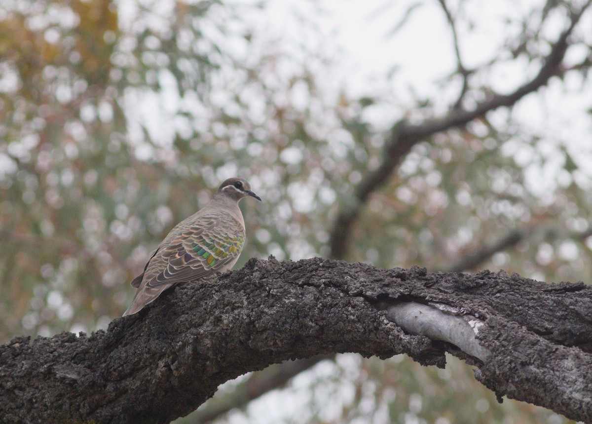 Common Bronzewing - ML638470609
