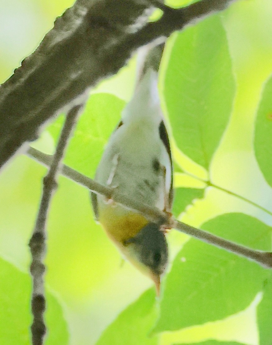 Northern Parula - ML638470610