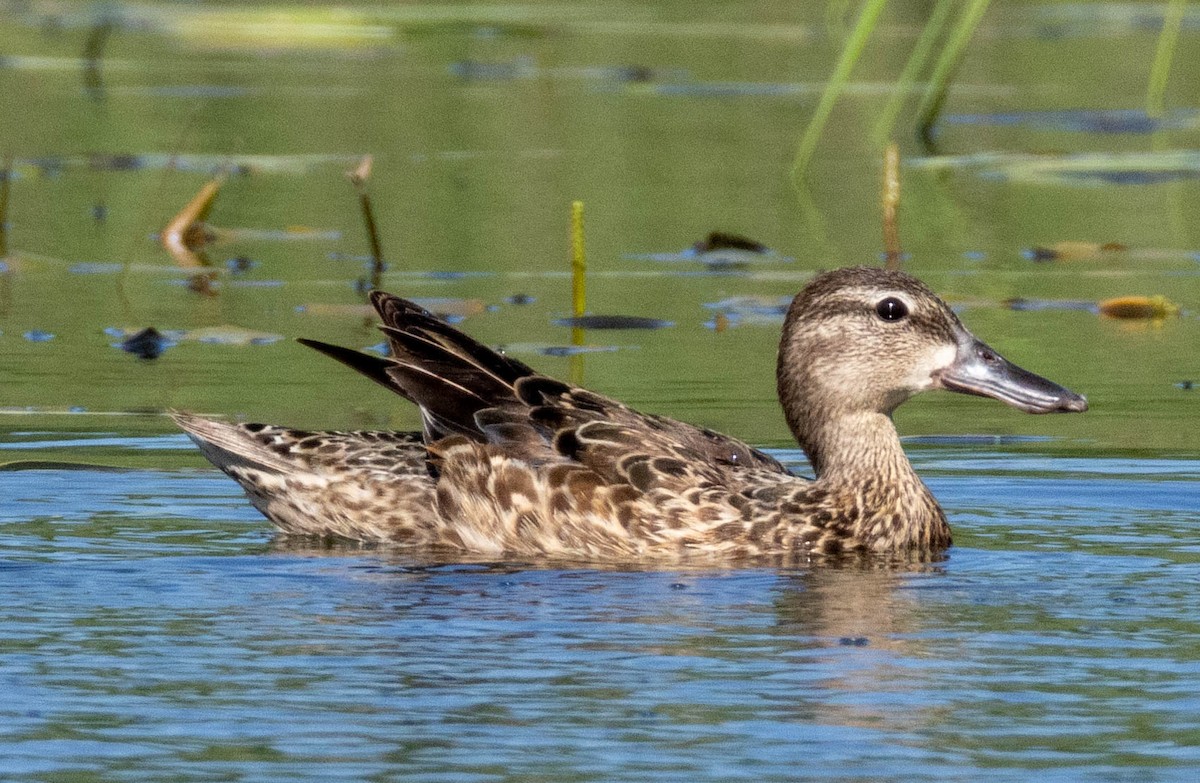 Blue-winged Teal - ML638470612