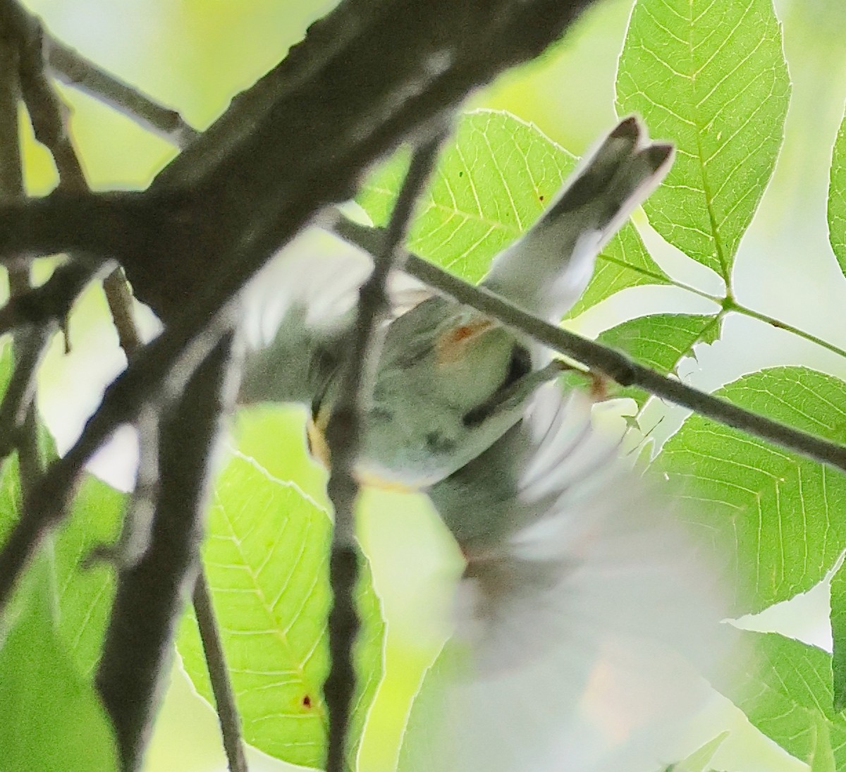 Northern Parula - ML638470614