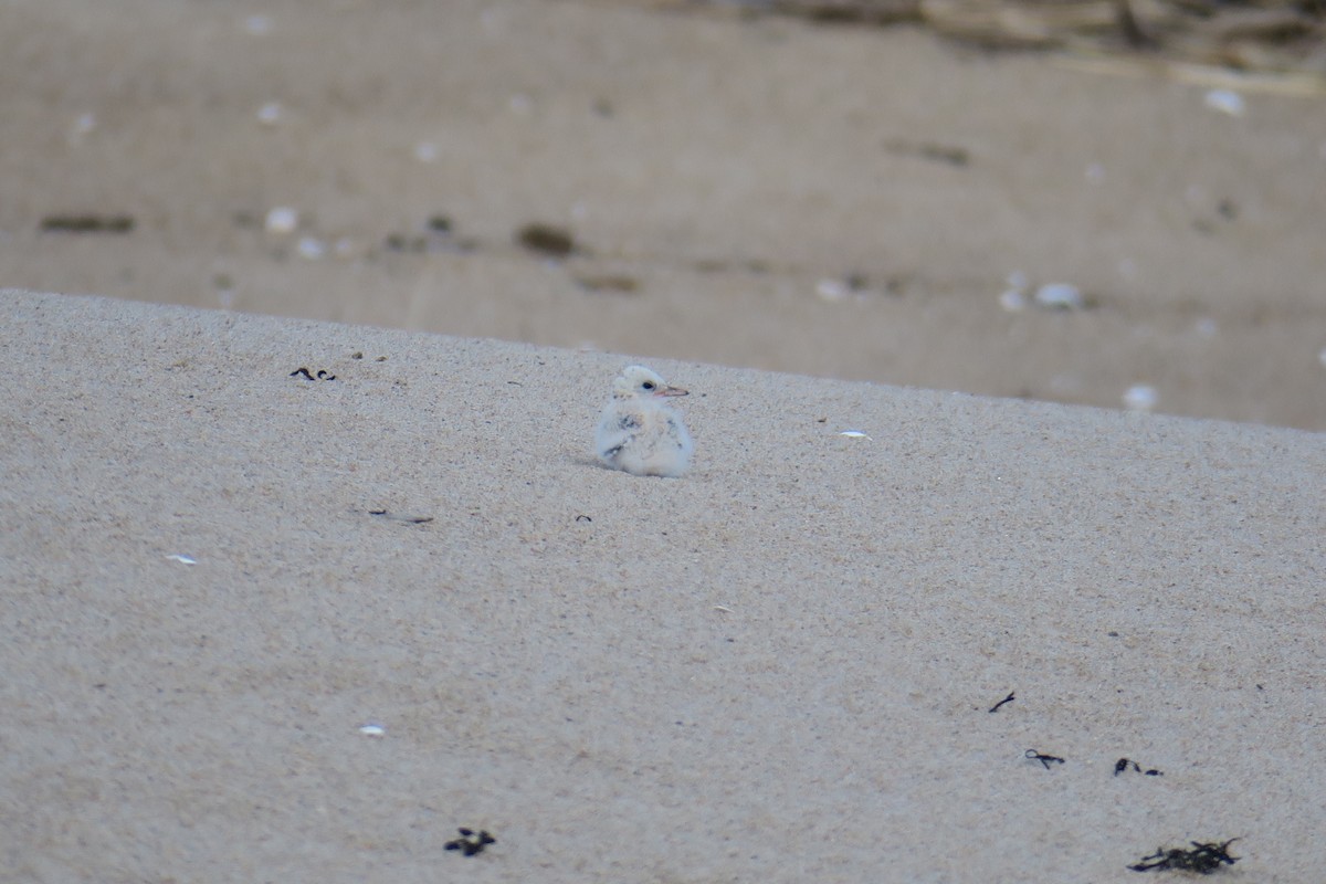 Least Tern - ML638470615