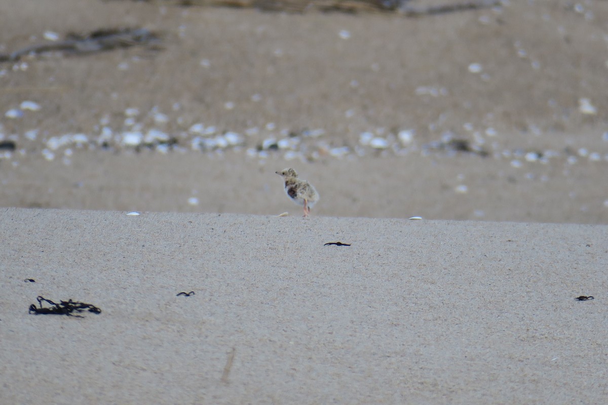 Least Tern - ML638470616