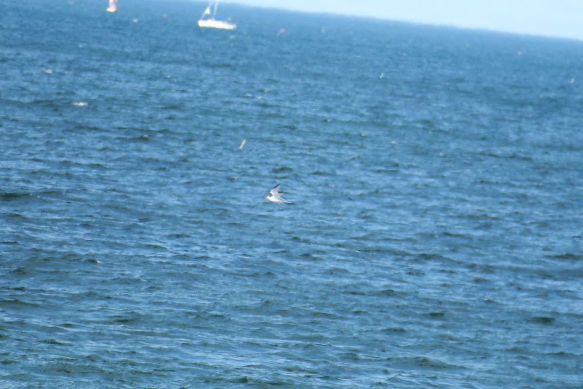 Least Tern - ML638470617