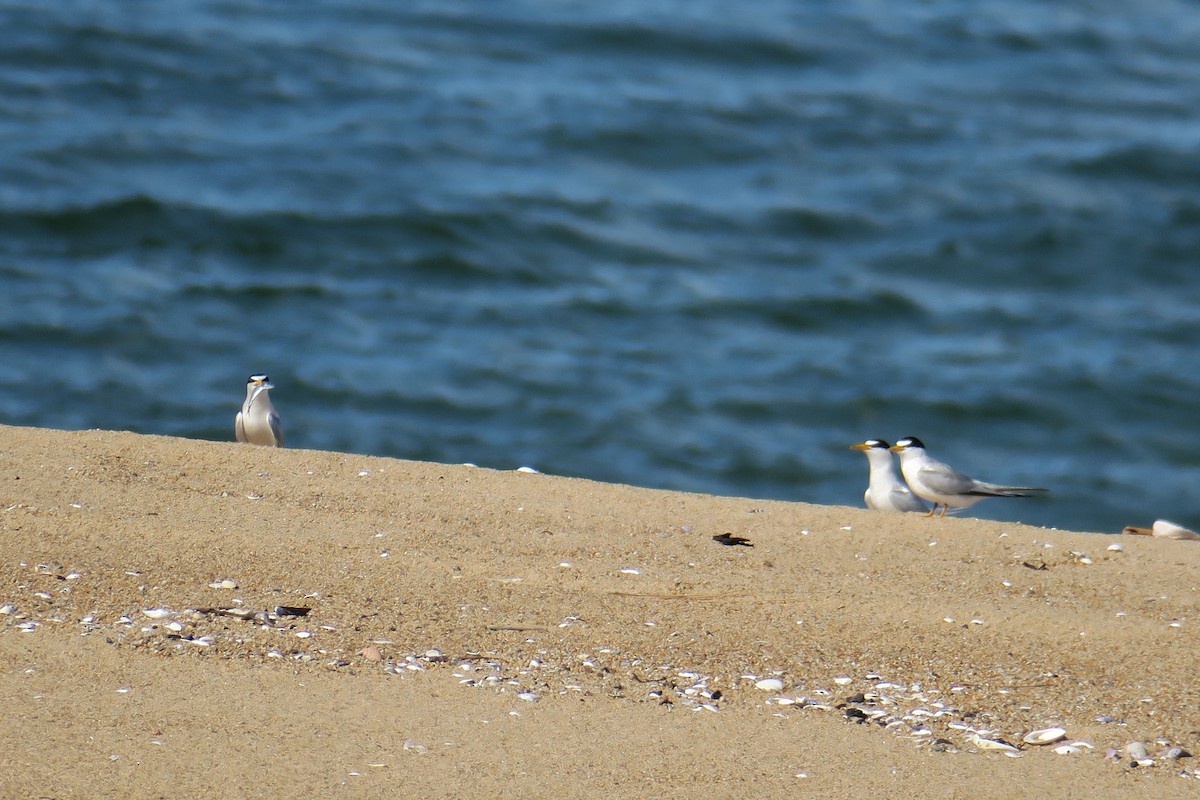 Least Tern - ML638470618