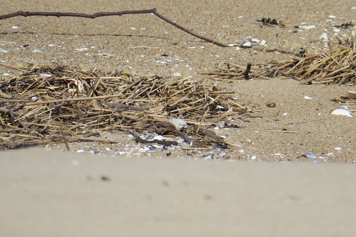 Least Tern - ML638470619