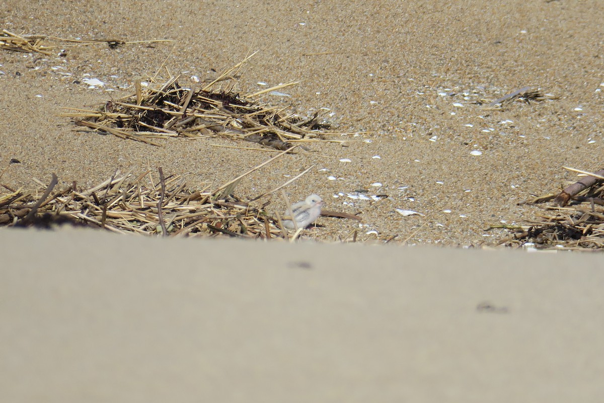 Least Tern - ML638470620