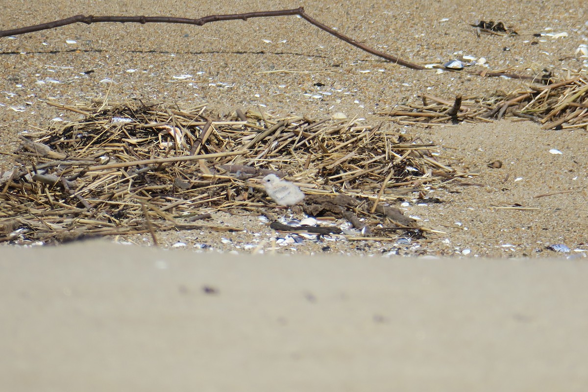 Least Tern - ML638470621