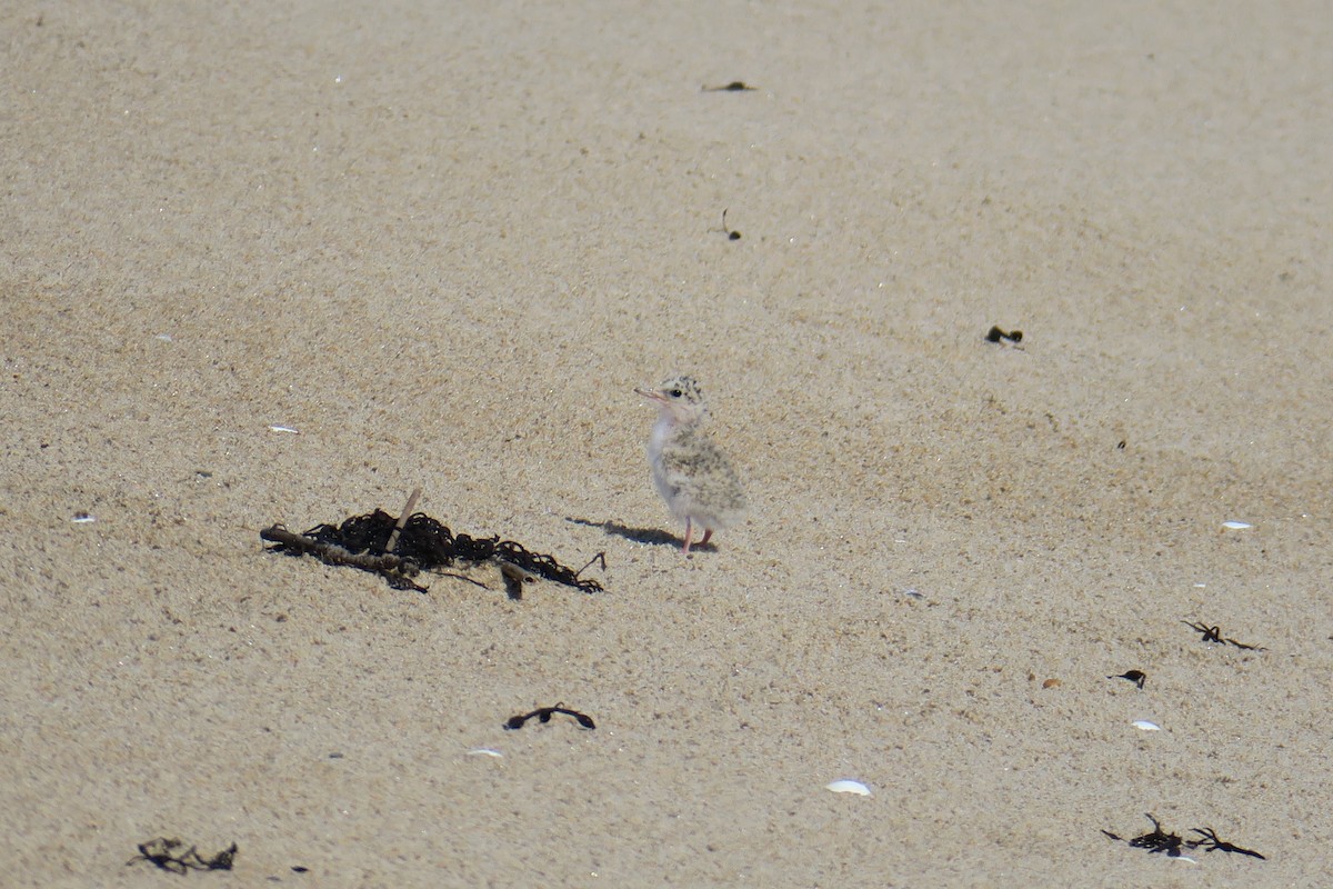 Least Tern - ML638470622