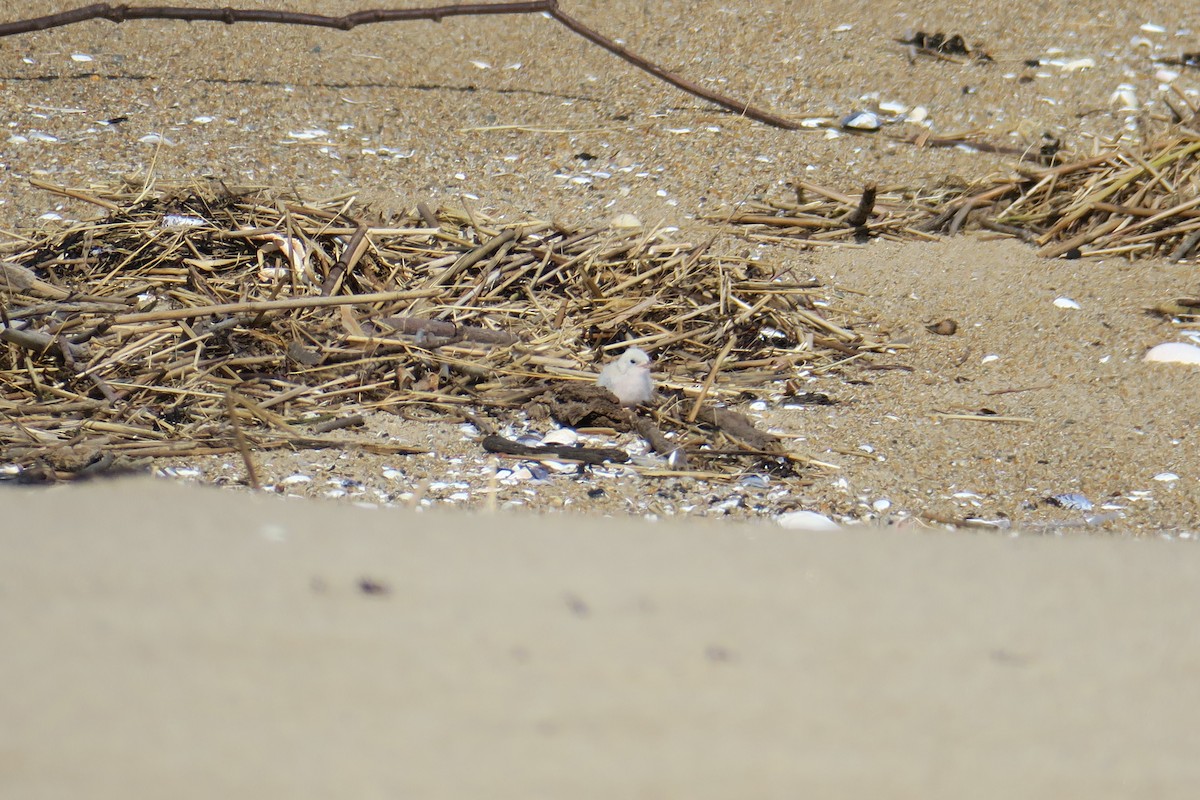 Least Tern - ML638470623