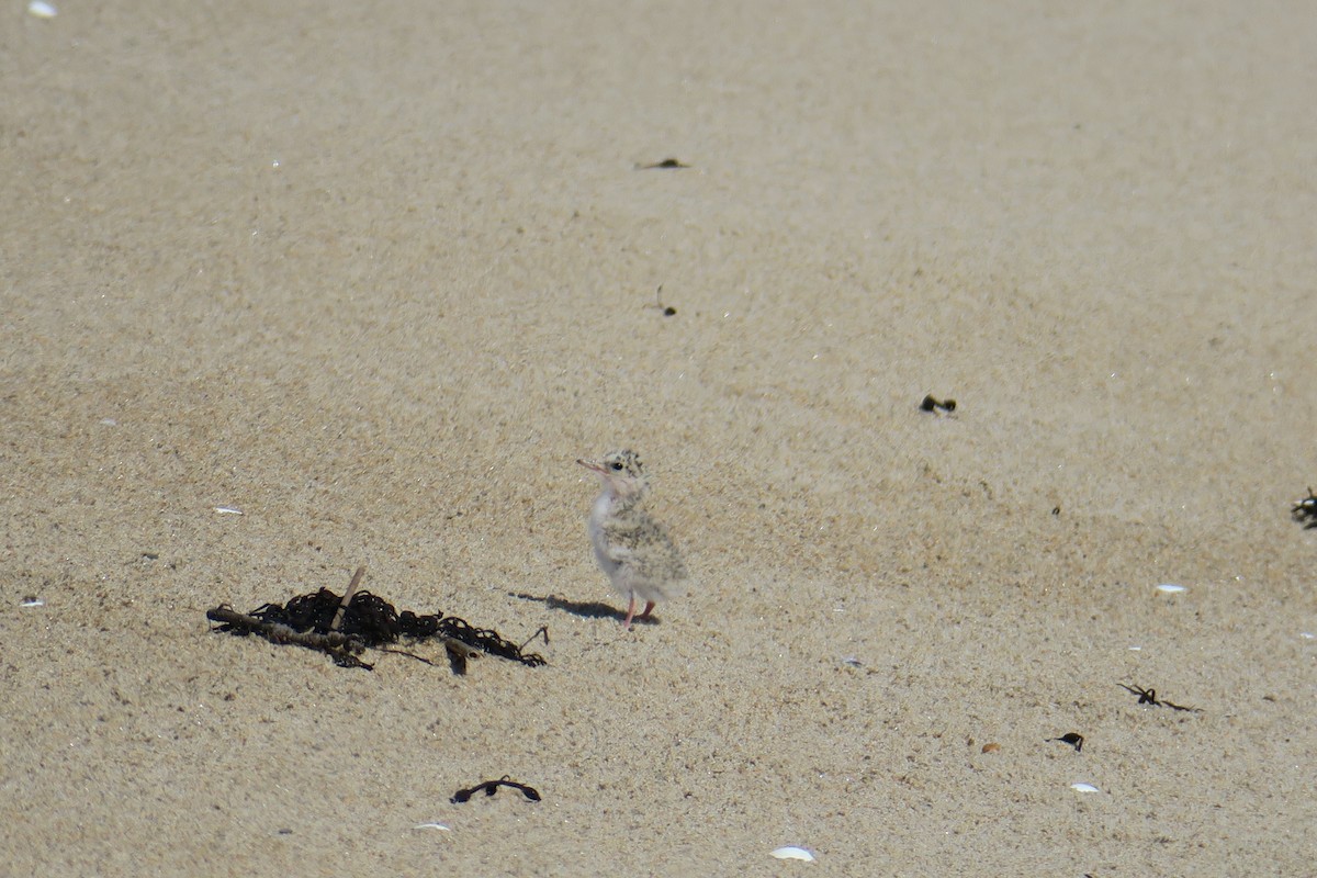 Least Tern - ML638470624