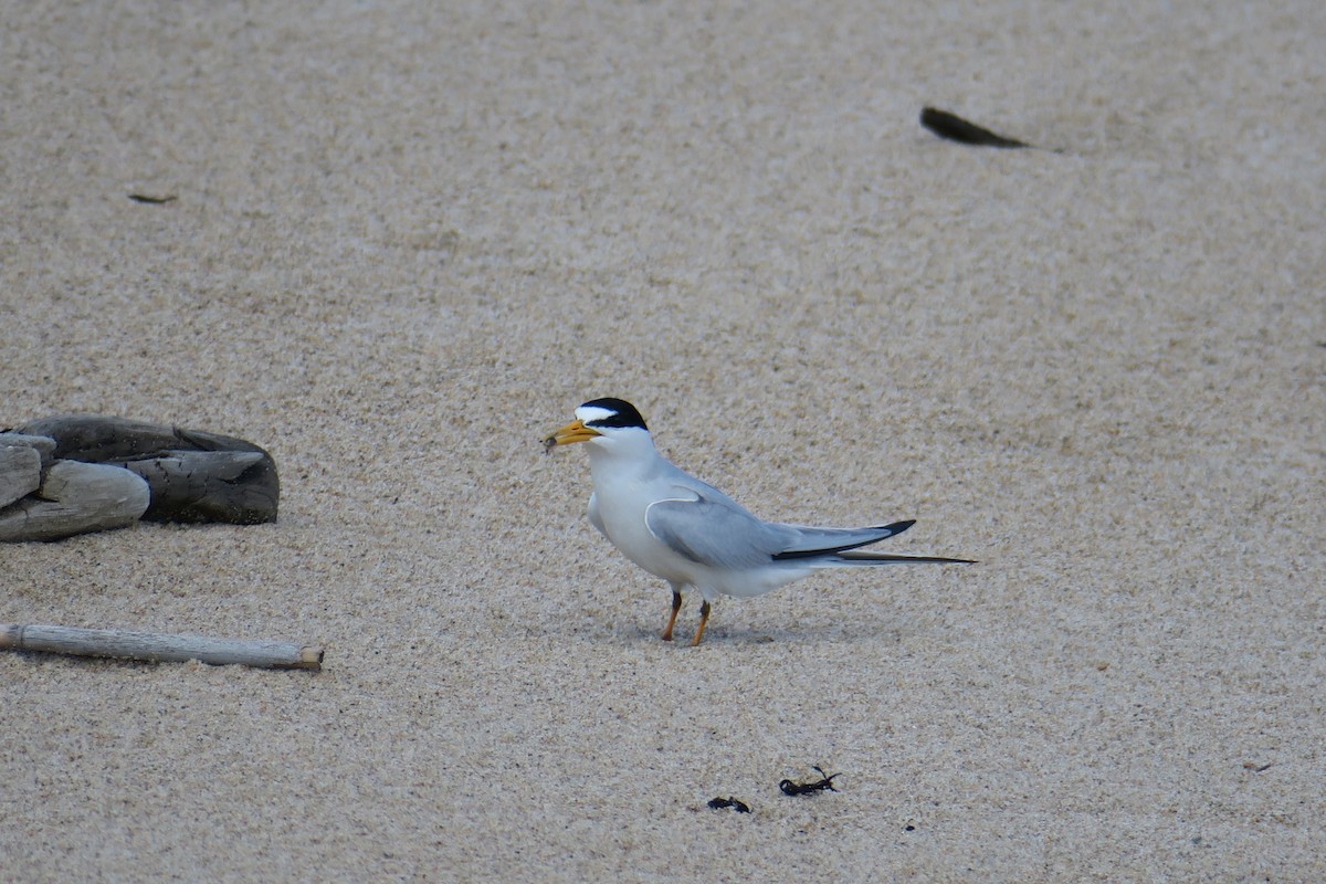 Least Tern - ML638470625