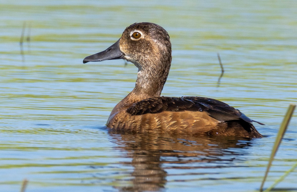 Ring-necked Duck - ML638470631
