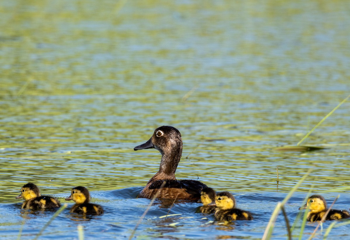 Ring-necked Duck - ML638470639