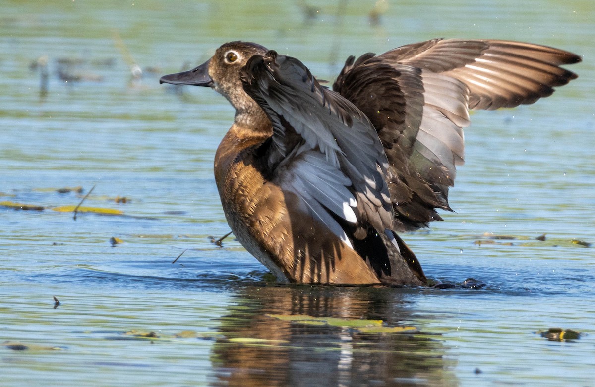 Ring-necked Duck - ML638470649