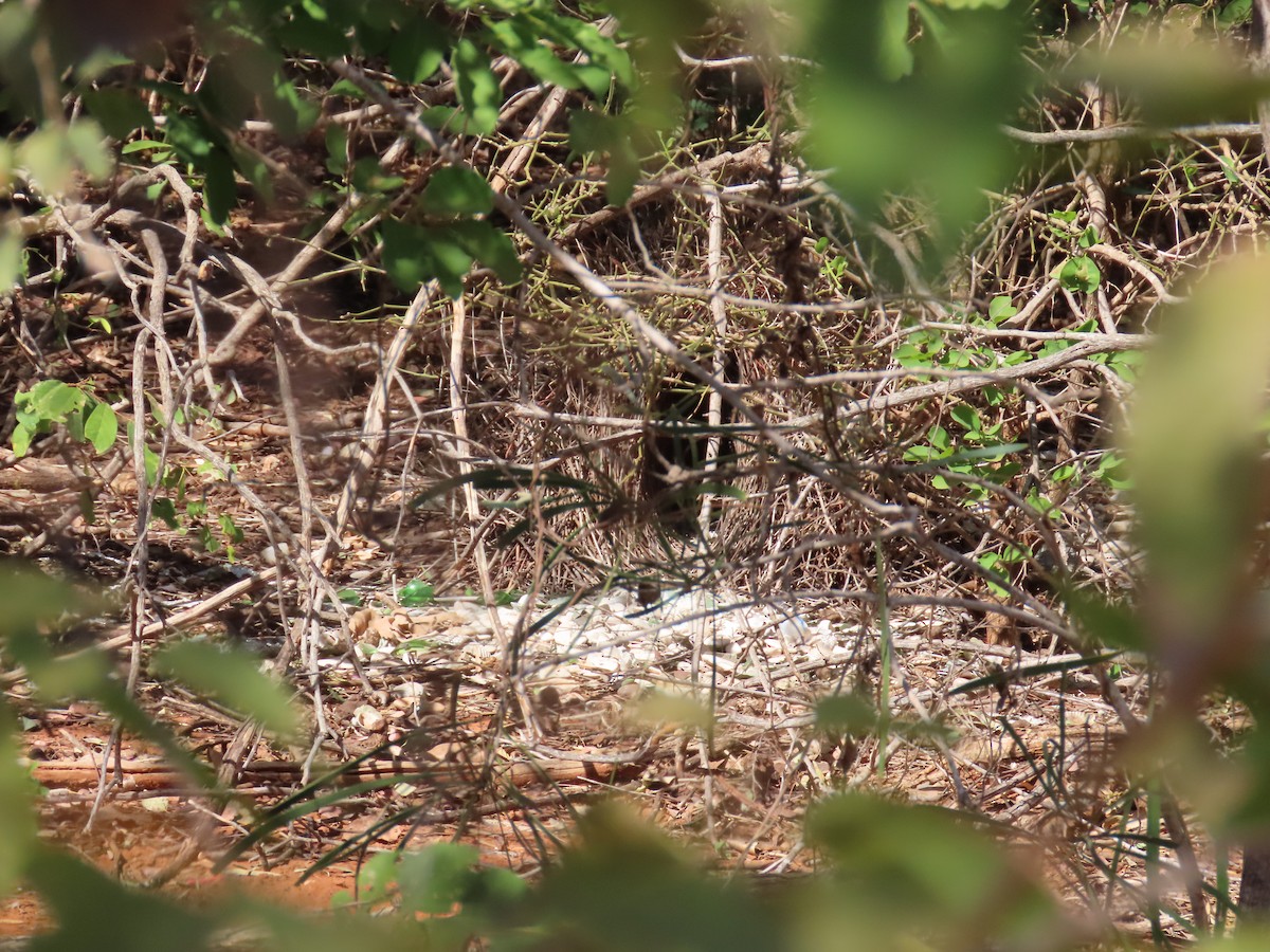 Great Bowerbird - ML638470651