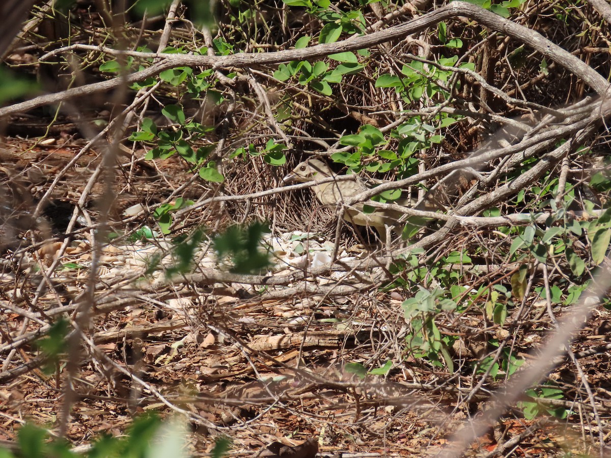 Great Bowerbird - ML638470652