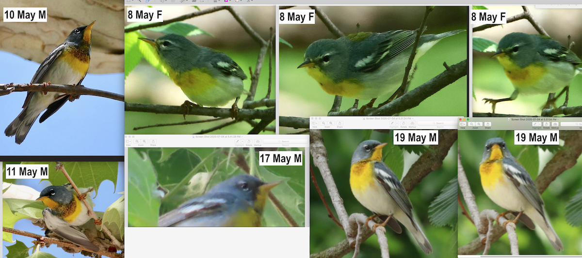 Northern Parula - ML638470658
