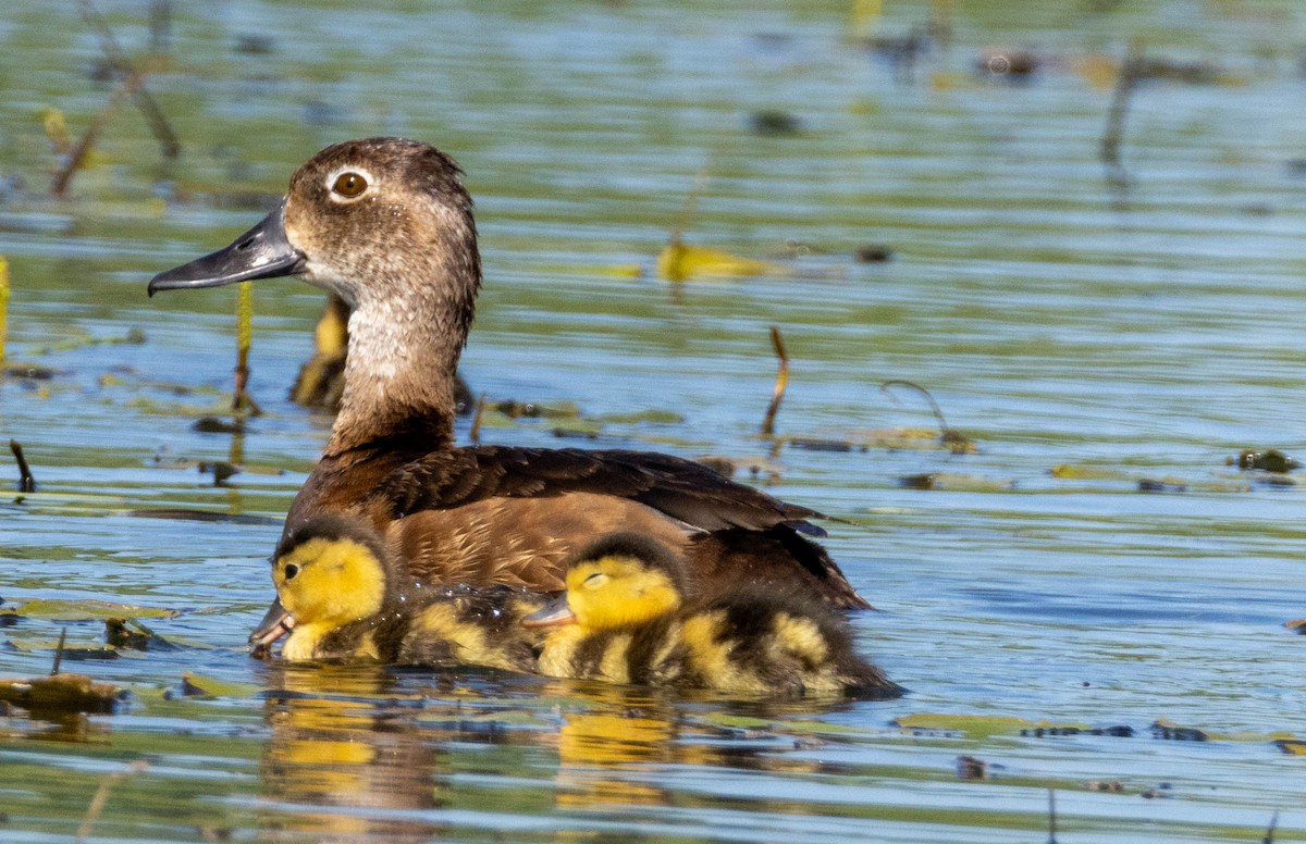 Ring-necked Duck - ML638470661