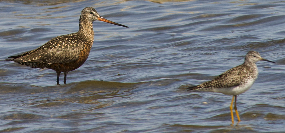 Hudsonian Godwit - ML638470663