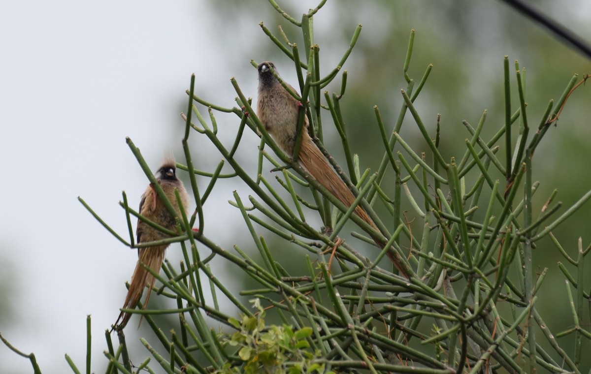 Speckled Mousebird - ML638470672