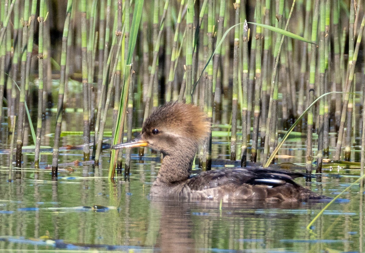 Hooded Merganser - ML638470673