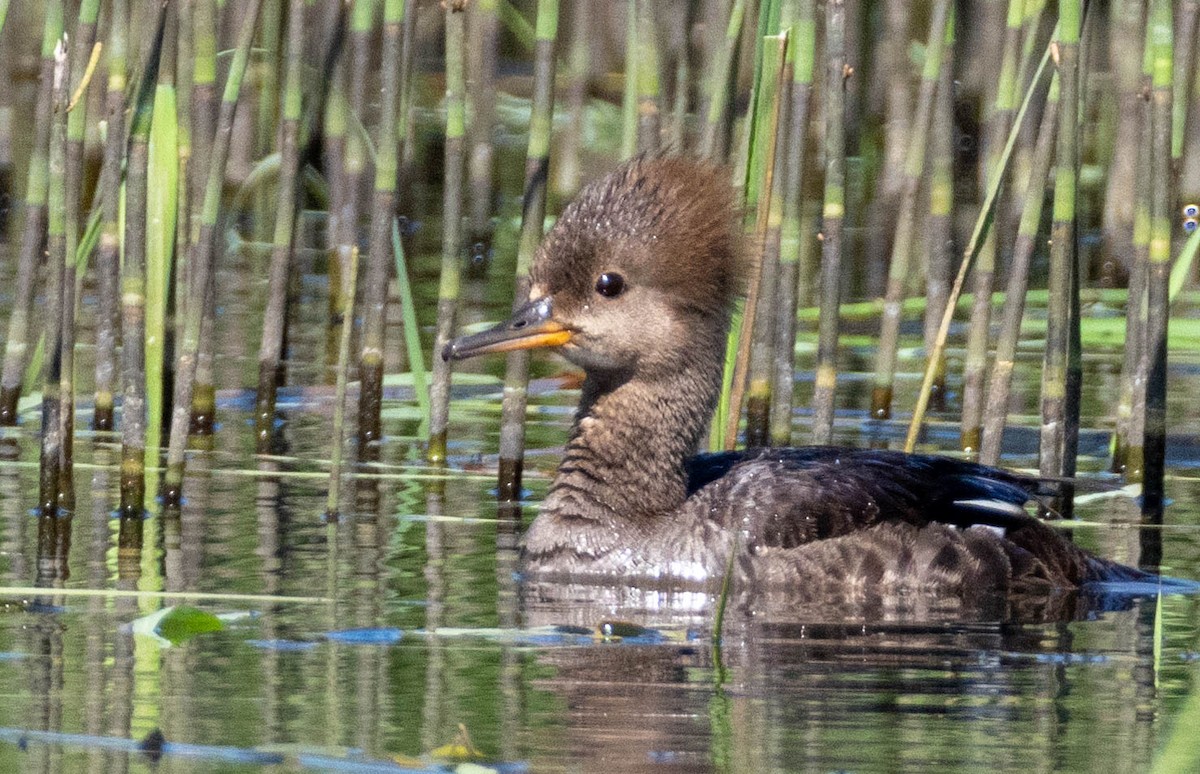 Hooded Merganser - ML638470676