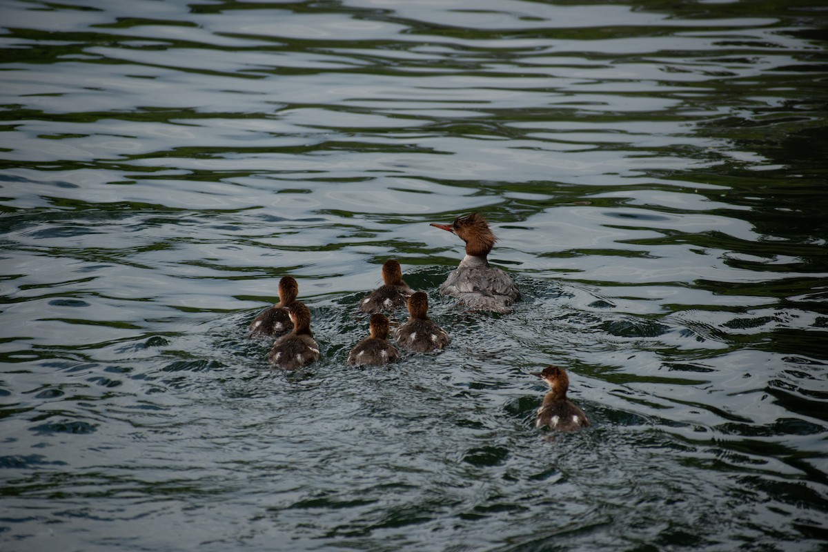 Common Merganser - ML638470681