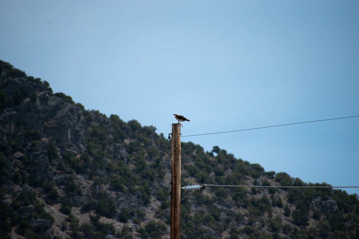 Osprey - ML638470705