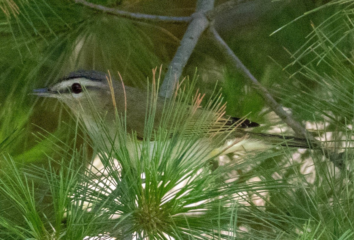 Red-eyed Vireo - ML638470712