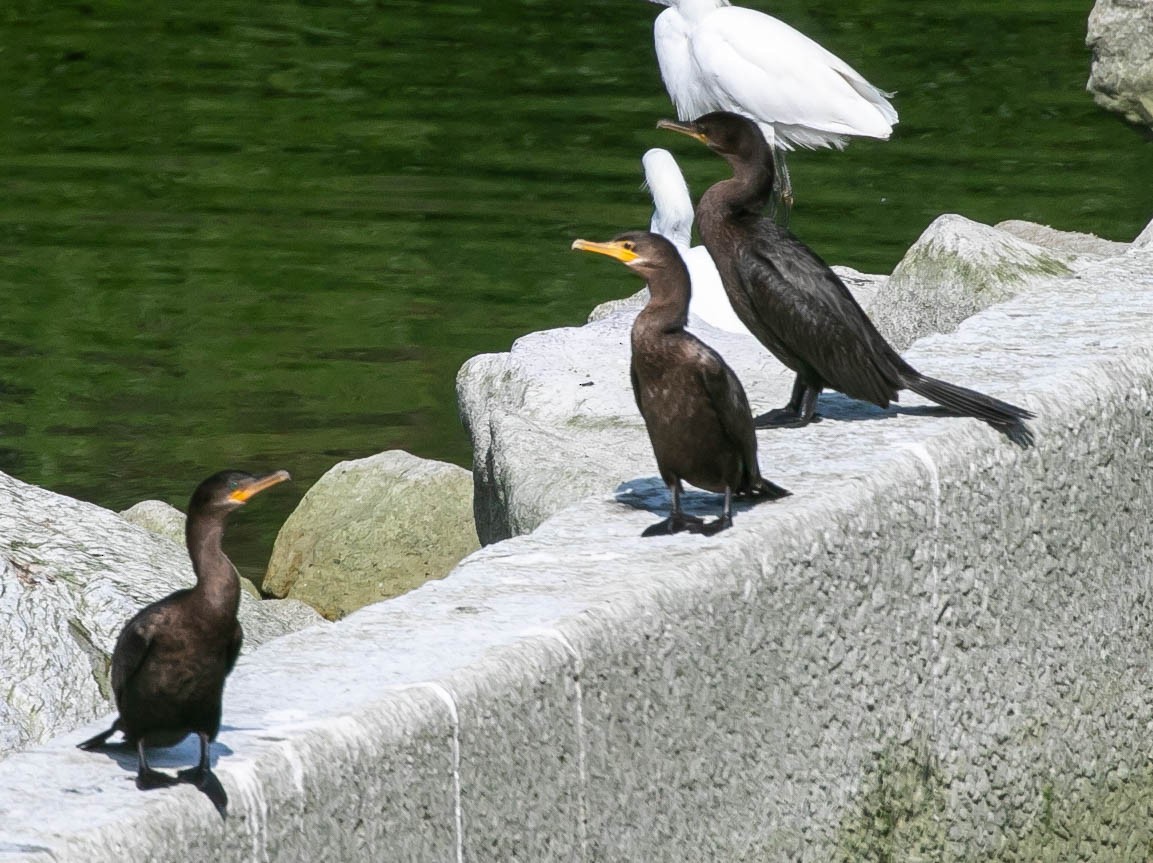 Cormorán Biguá - ML638470714