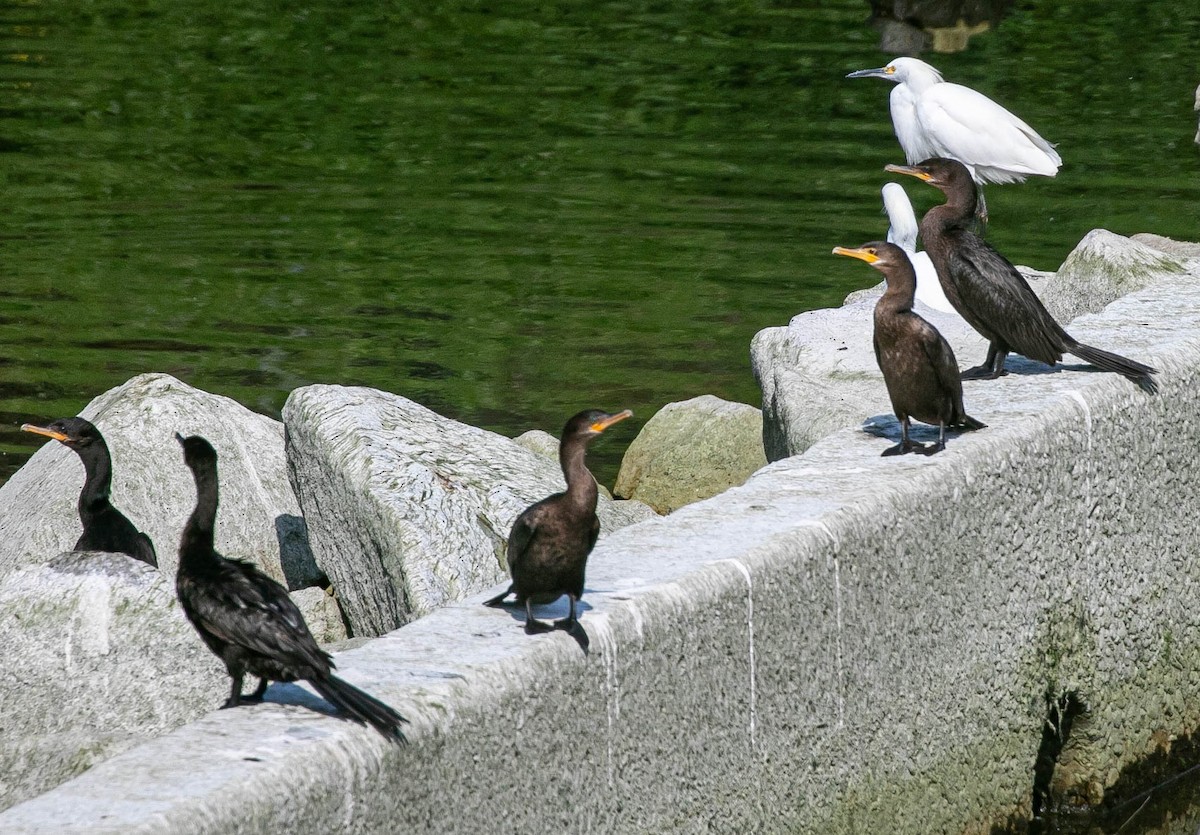 Cormorán Biguá - ML638470715