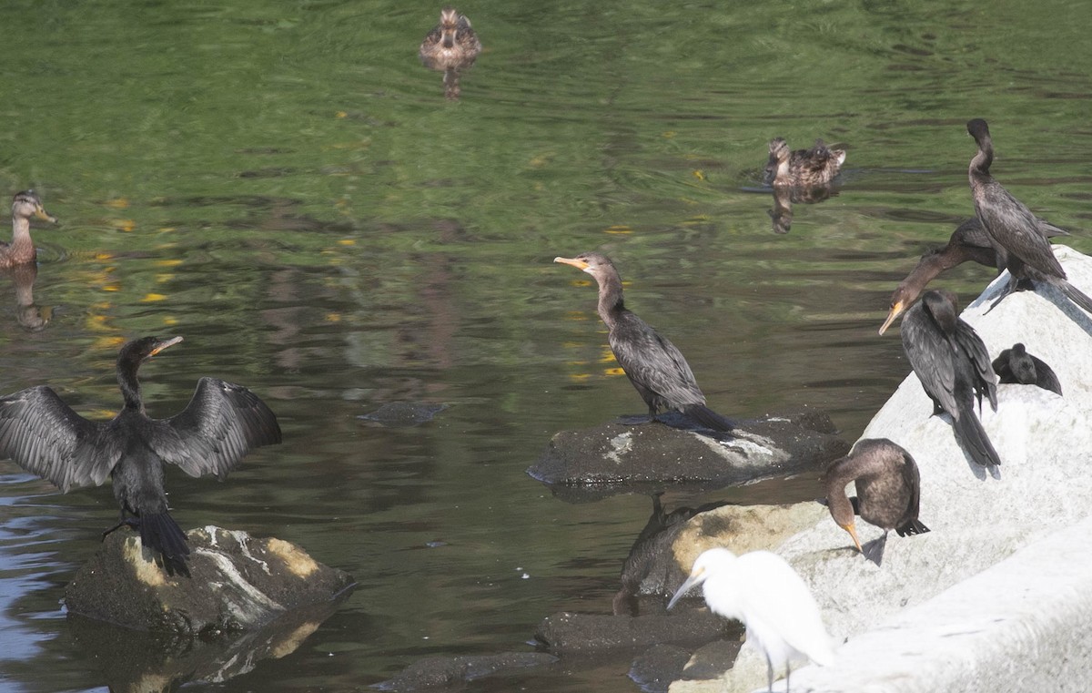 Cormorán Biguá - ML638470719