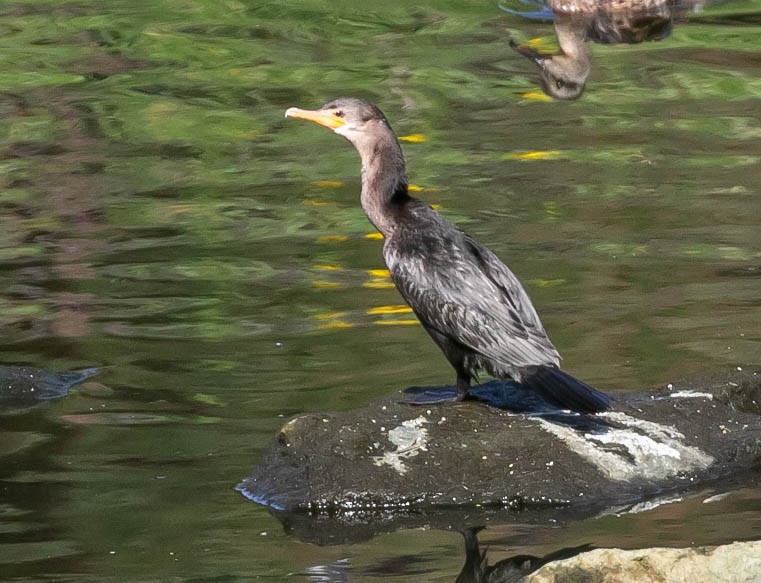 Cormorán Biguá - ML638470720