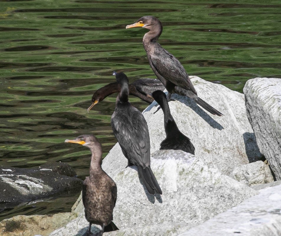 Cormorán Biguá - ML638470721