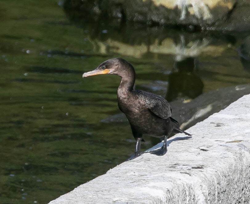 Cormorán Biguá - ML638470722