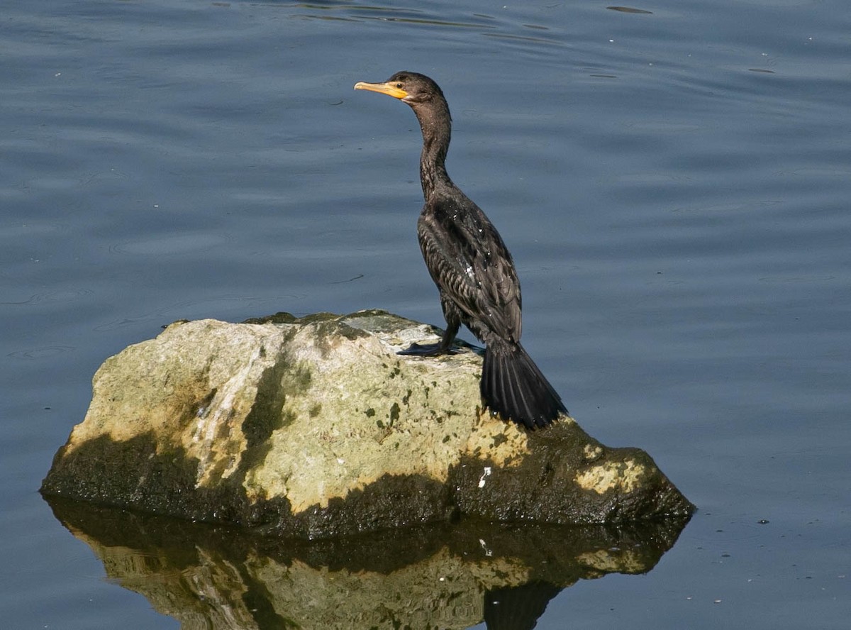 Cormorán Biguá - ML638470723