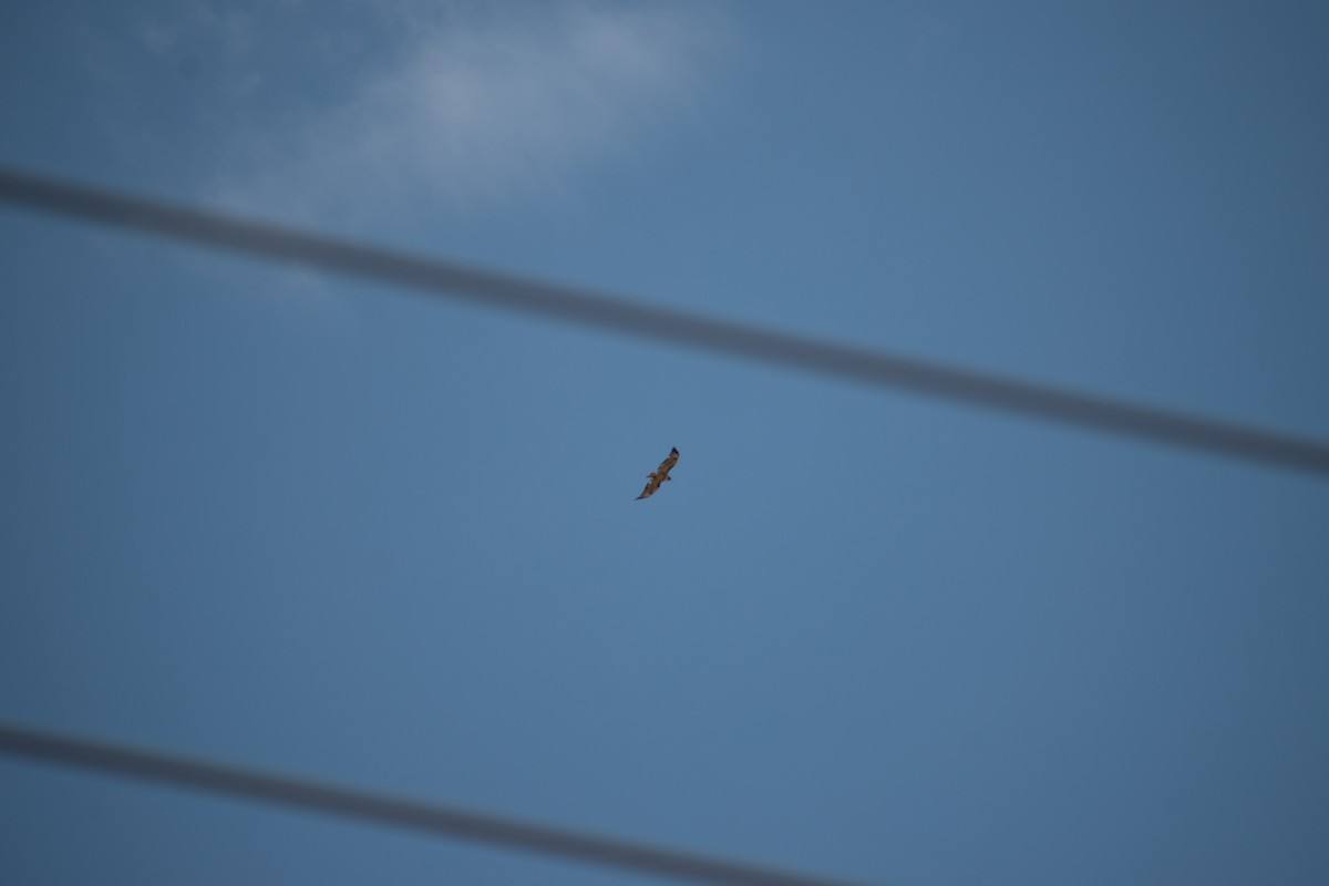 Red-tailed Hawk - ML638470725