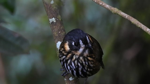 Crescent-faced Antpitta - ML638470727