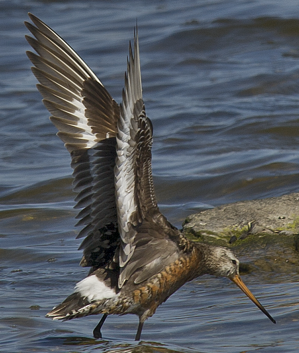 Hudsonian Godwit - ML638470729