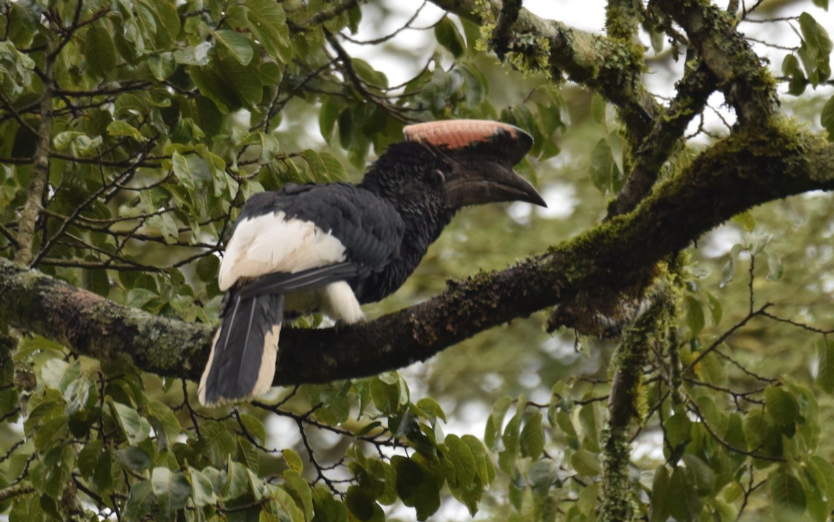 Black-and-white-casqued Hornbill - ML638470731