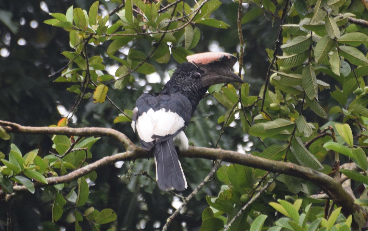 Black-and-white-casqued Hornbill - ML638470732
