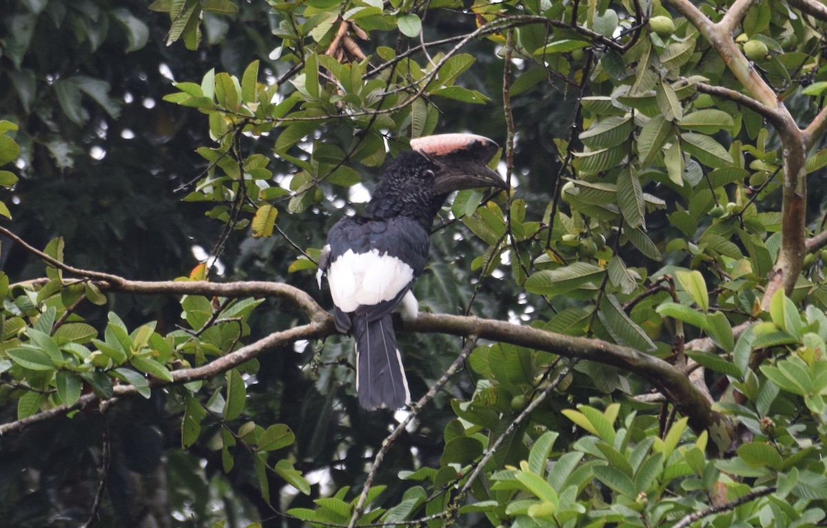 Black-and-white-casqued Hornbill - ML638470733