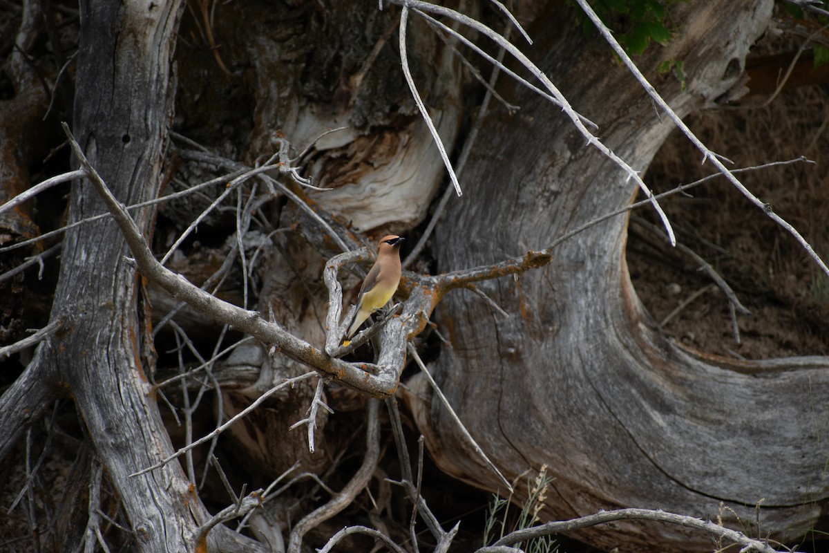 Cedar Waxwing - ML638470738
